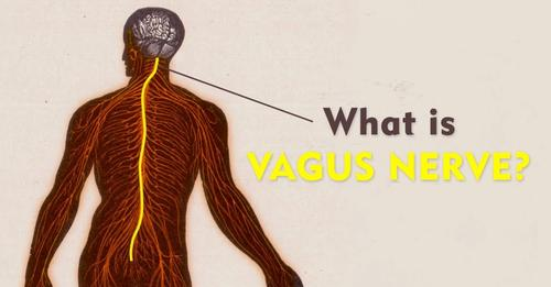 Pathway to Body Maintenance – The Vagus Nerve